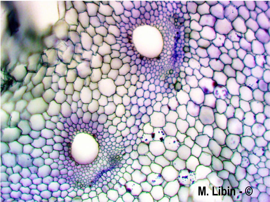 Equisetum sp.