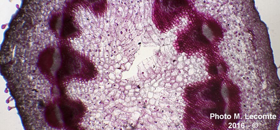 Helleborus foetidus (Hellébore fétide)