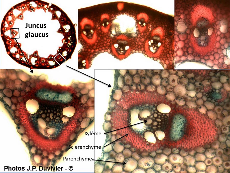 Juncus glaucus (jonc glauque)
