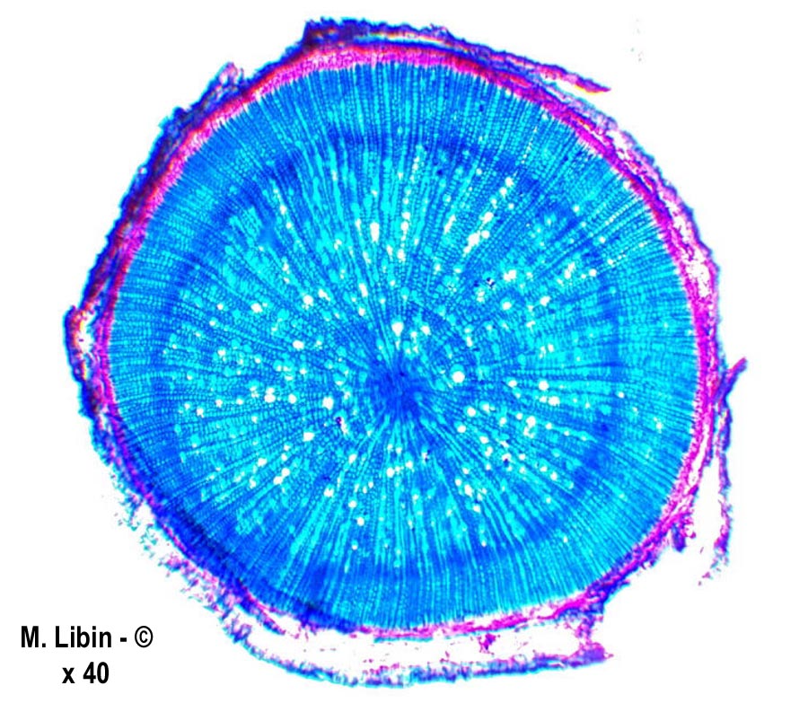 Linum usitatissimum