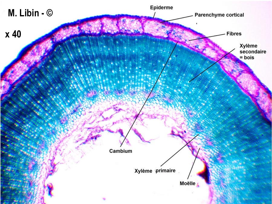 Linum usitatissimum