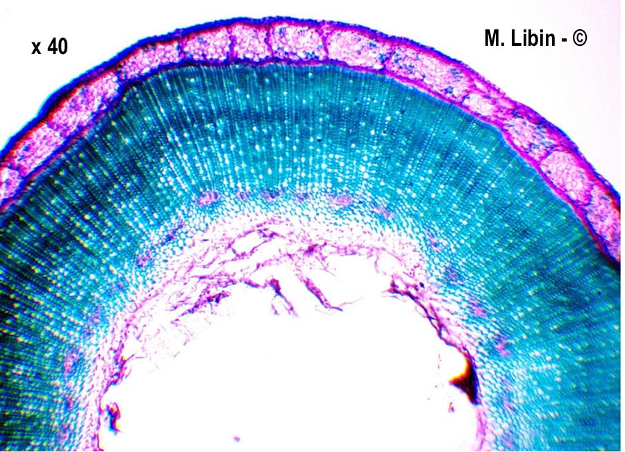 Linum usitatissimum