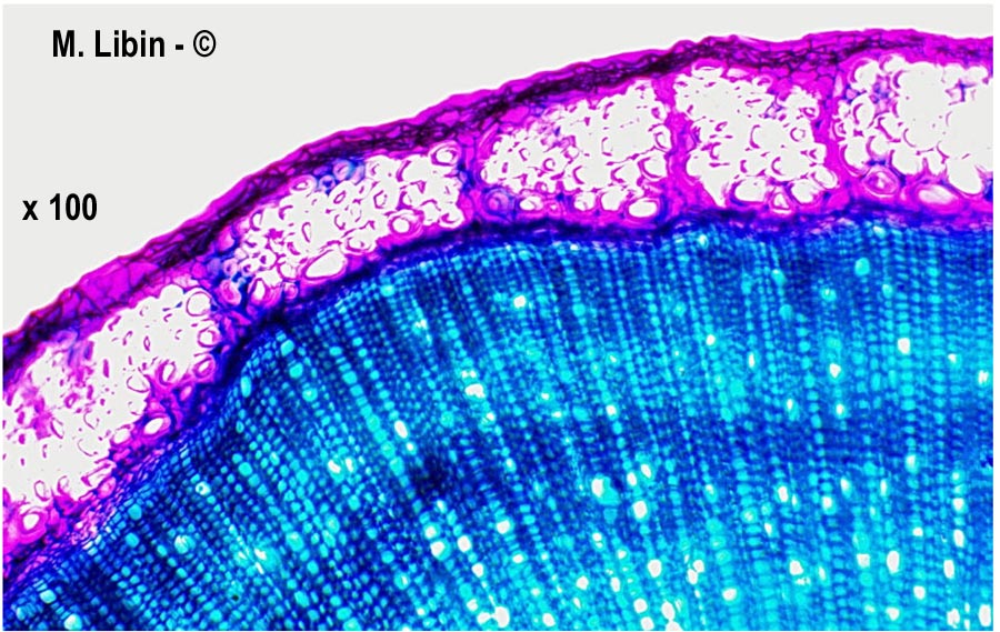 Linum usitatissimum