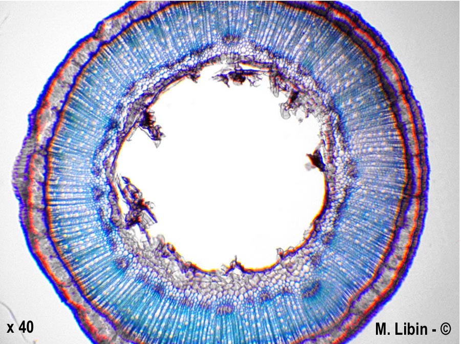 Linum usitatissimum (lin cultivé)