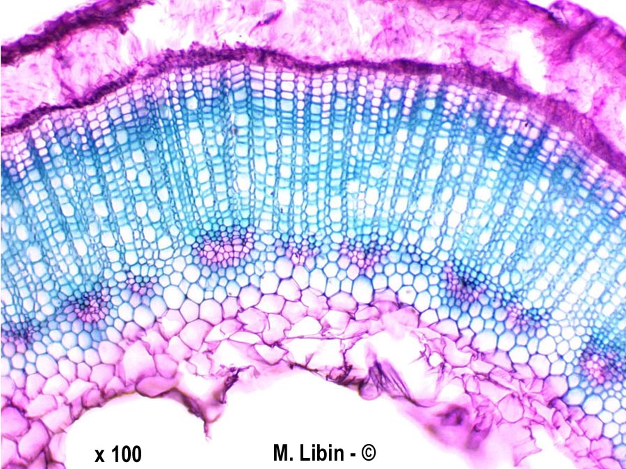 Linum usitatissimum (lin cultivé)