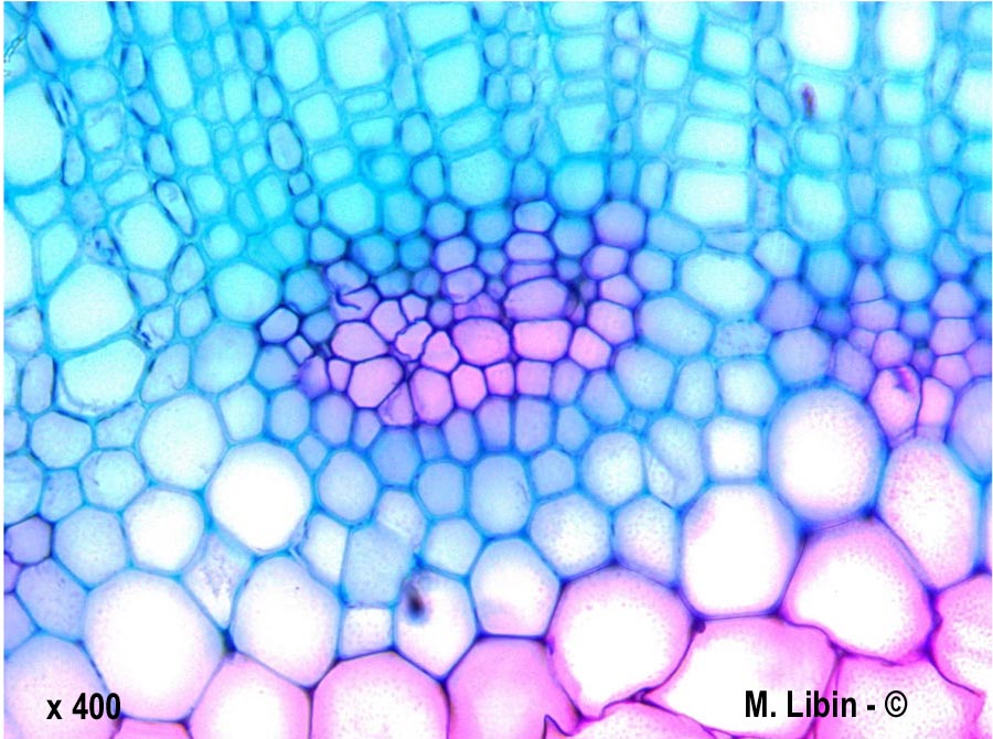 Linum usitatissimum (lin cultivé)