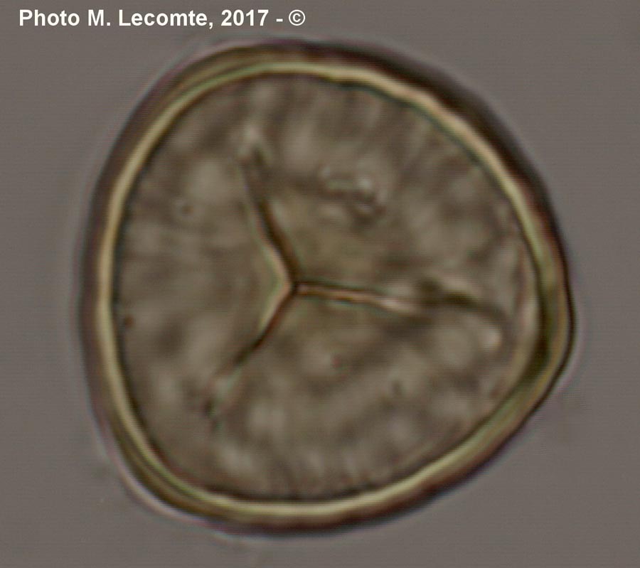 Spores de Lycophytes (M. Lecomte)