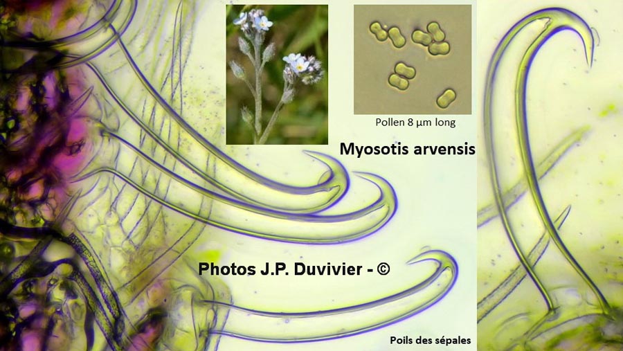 Myosotis arvensis (myosotis des champs)