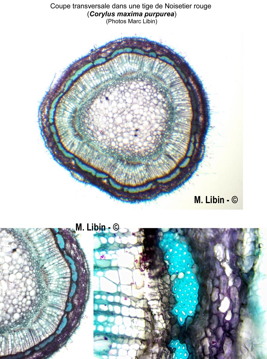 Coupe transversale dans une tige et le pétiole de Corylus maxima f. purpurea