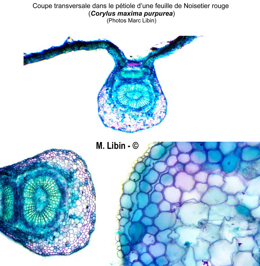 Coupe transversale dans une tige et le pétiole de Corylus maxima f. purpurea