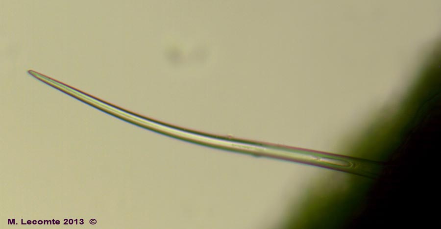 Corylus avellana (noisetier)