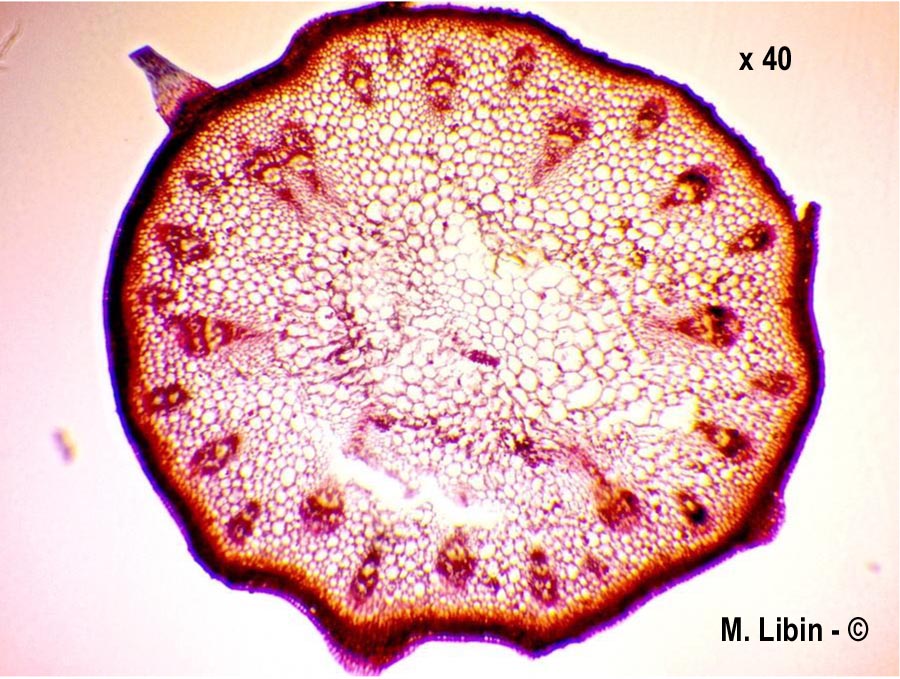 Papaver rhoeas (coquelicot)