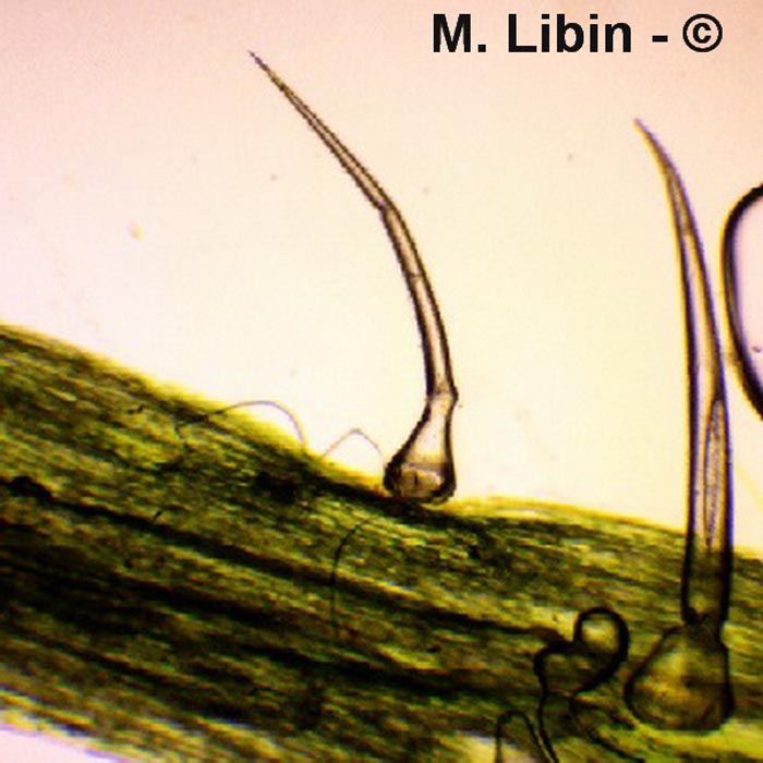 Poils de consoude (Symphytum sp.)