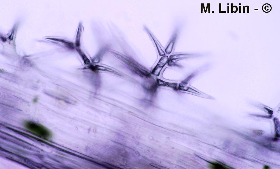 Lavandula officinalis (lavande) (poils)