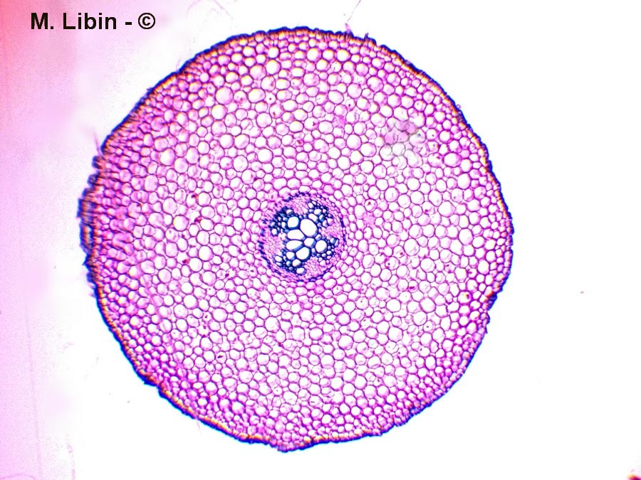 Coupe transversale dans une racine de renoncule (Ranunculus sp.)
