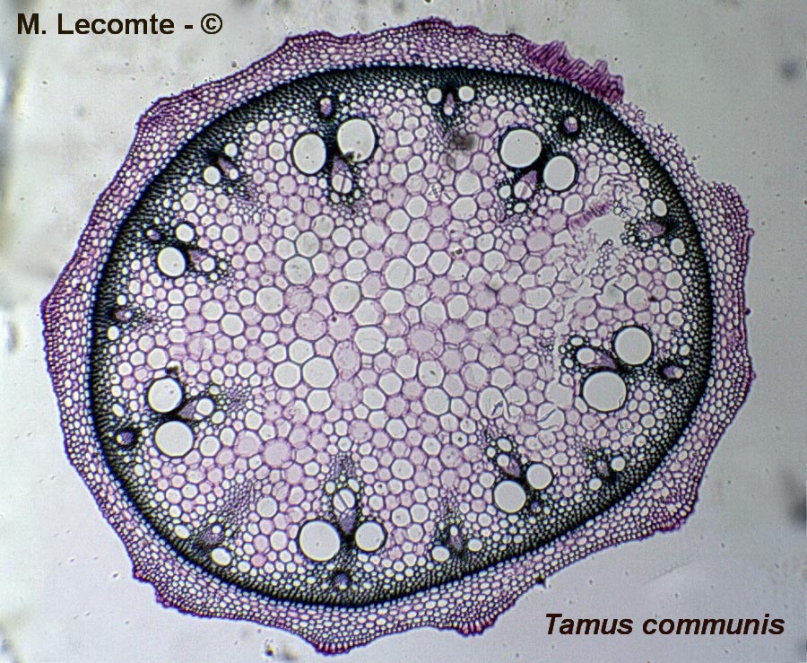 Coupe dans la tige de Dioscorea communis (Tamus communis) (tamier commun)