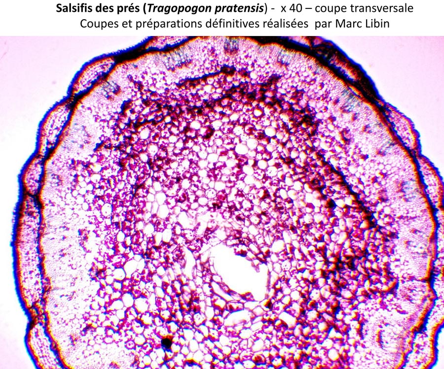 Salsifis des prés (Tragopogon pratensis)