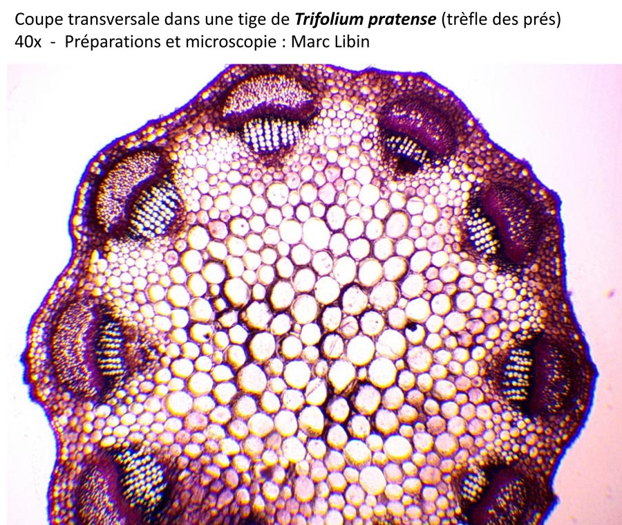 Trèfle des prés (Trifolium pratense)