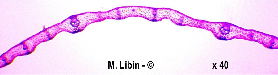 Tricitum aestivum (froment)