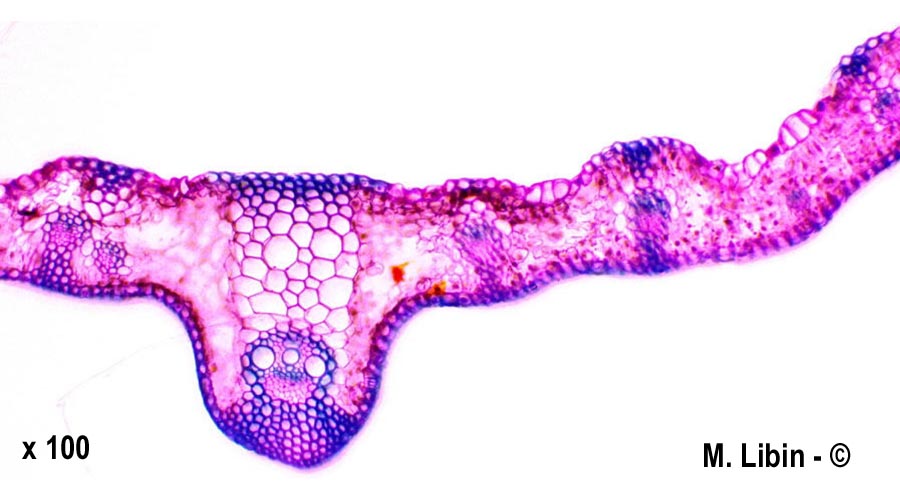 Tricitum aestivum (froment)