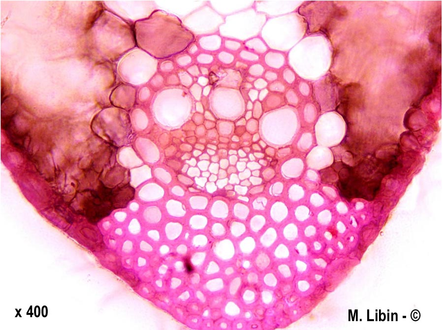 Tricitum aestivum (froment)