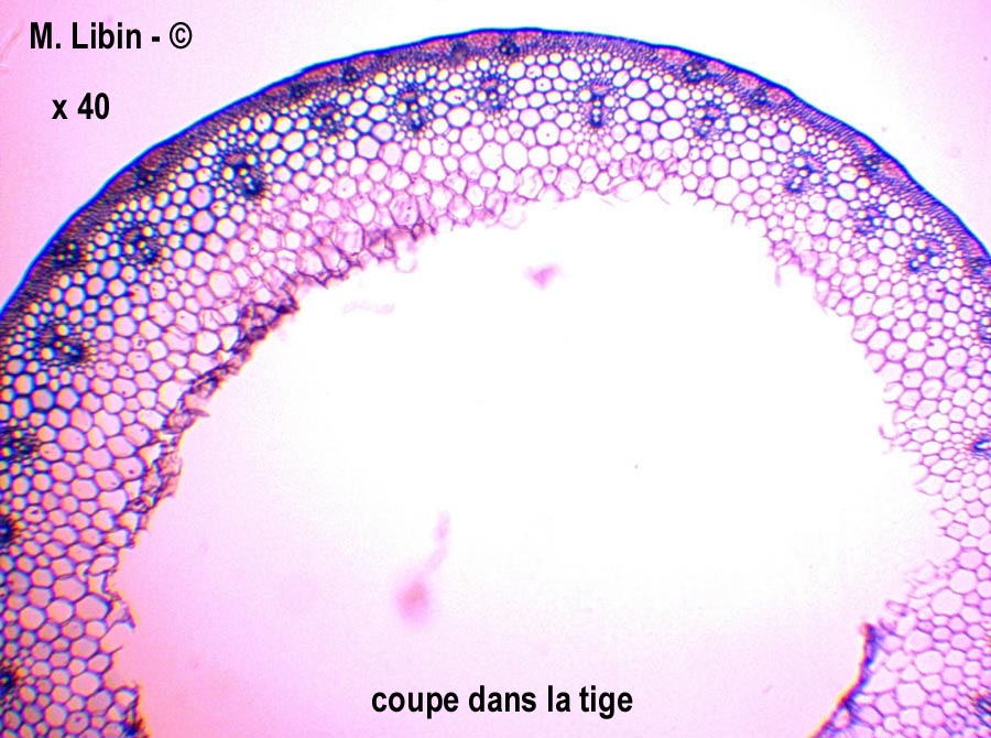 Tricitum aestivum (froment)