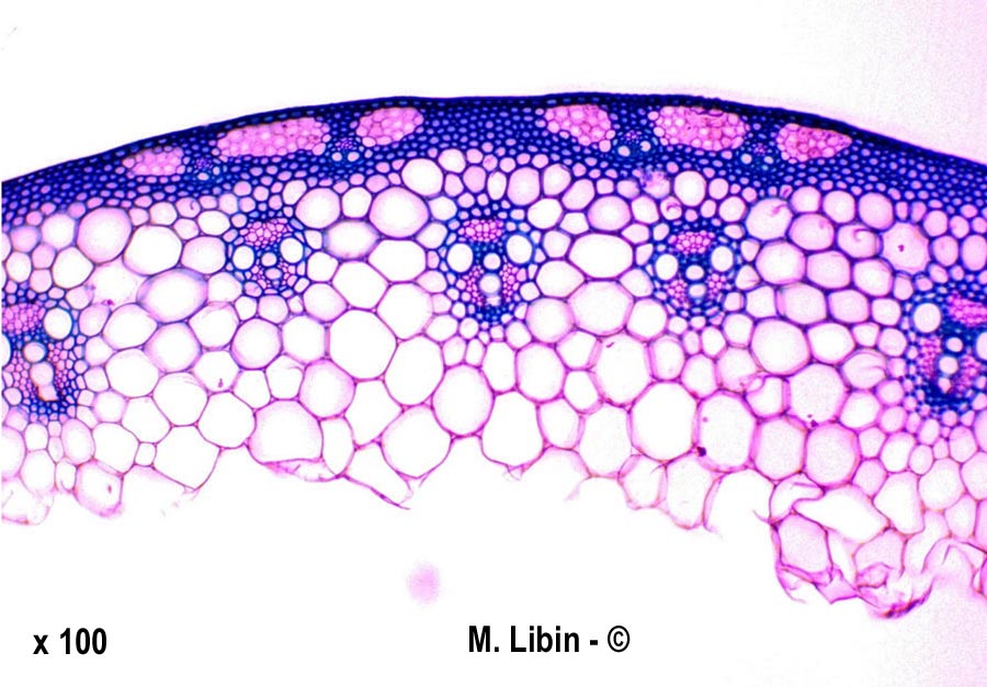 Tricitum aestivum (froment)