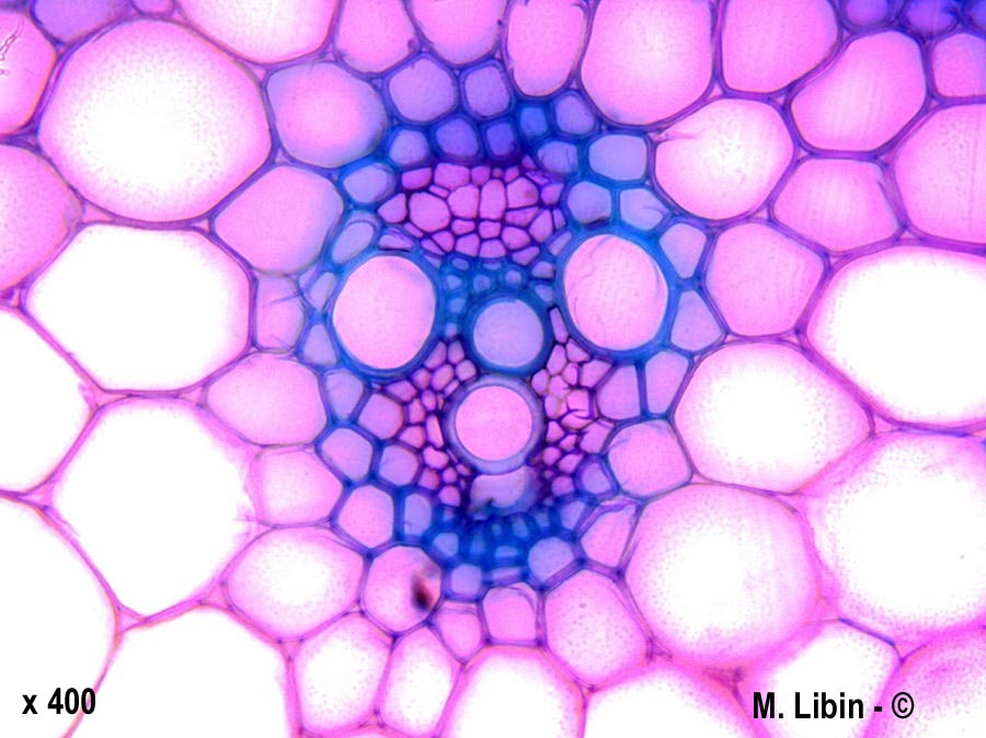 Tricitum aestivum (froment)
