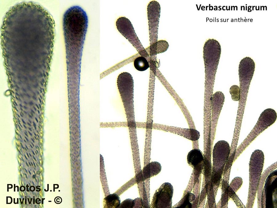 Verbascum nigrum (molène noire)