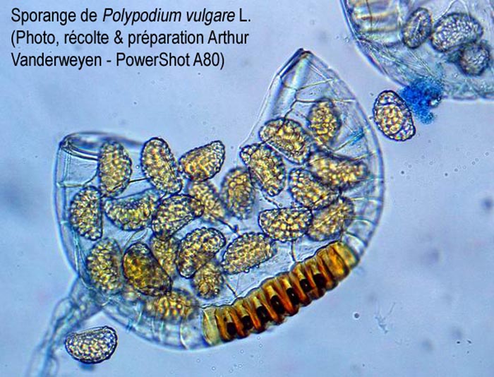 Polypodium vulgare : sporange