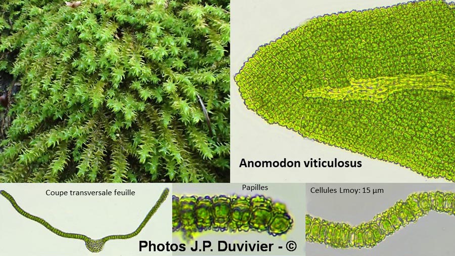 Anomodon viticulosus