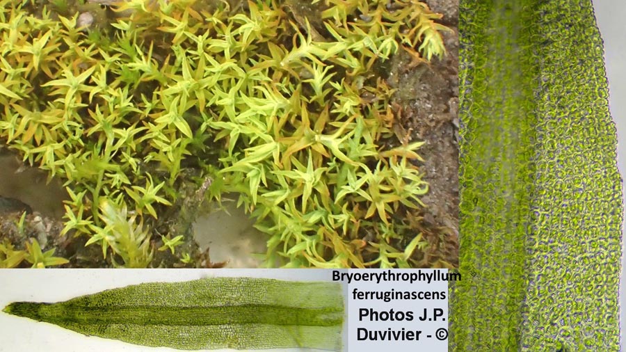 Bryoerythrophyllum ferruginascens