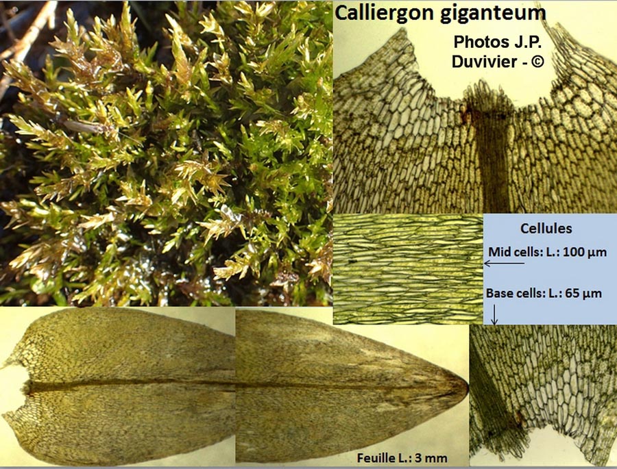 Calliergon giganteum