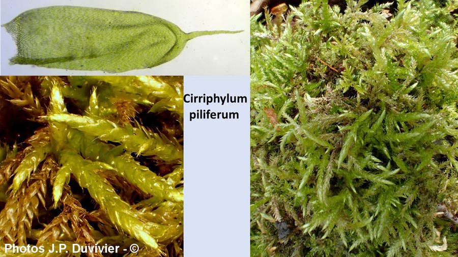 Cirriphylum piliferum