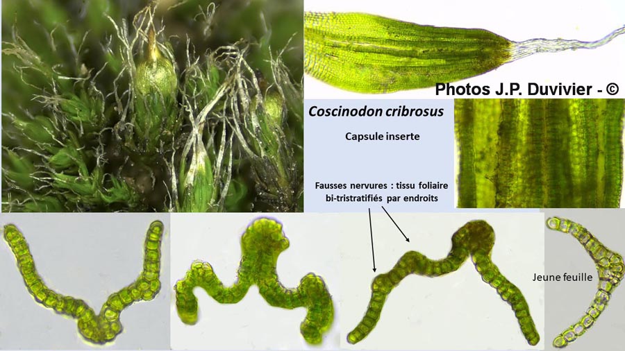 Coscinodon cribrosus