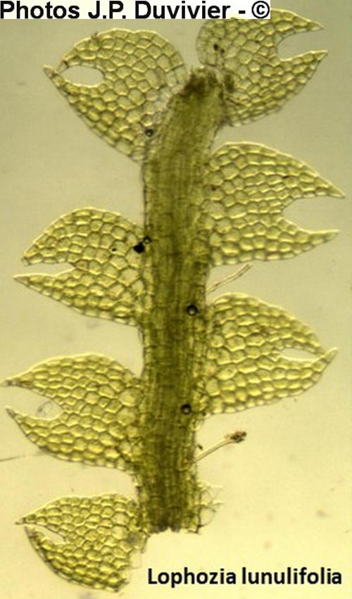 Lophozia lunulifolia