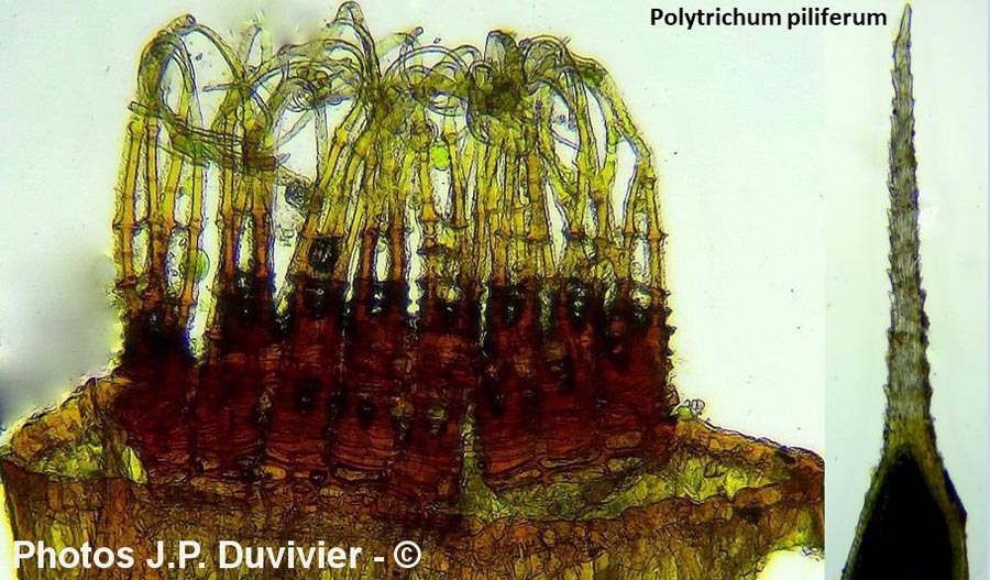 Polytrichum piliferum