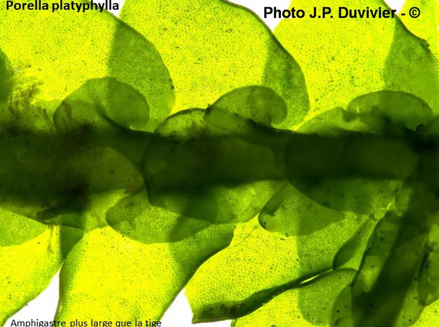 Porella platyphylla
