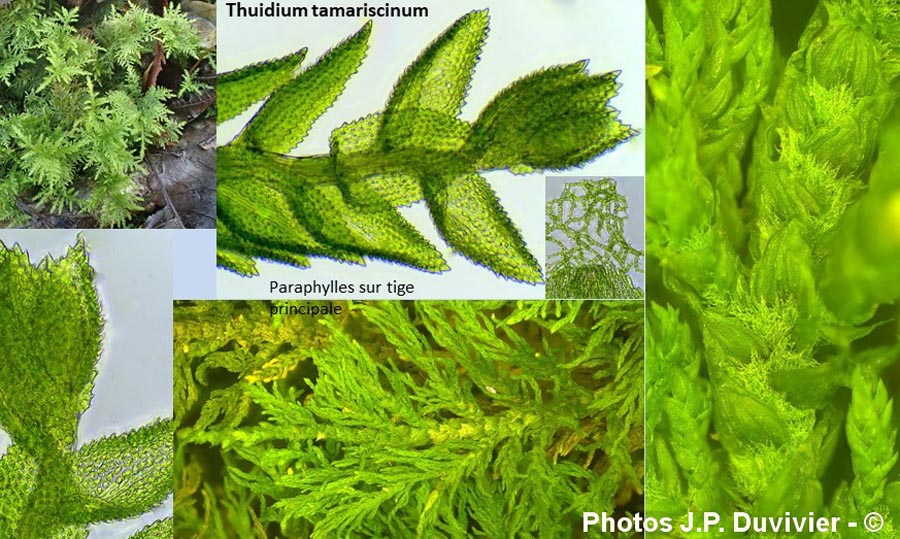 Thuidium tamariscinum