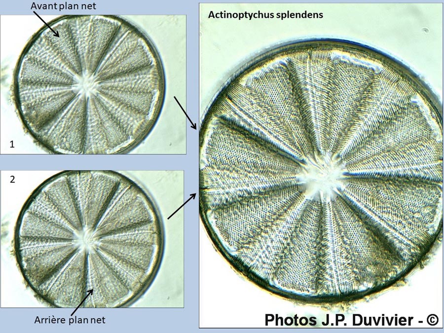 Aptinoptychus splendens (JP. Duvivier)