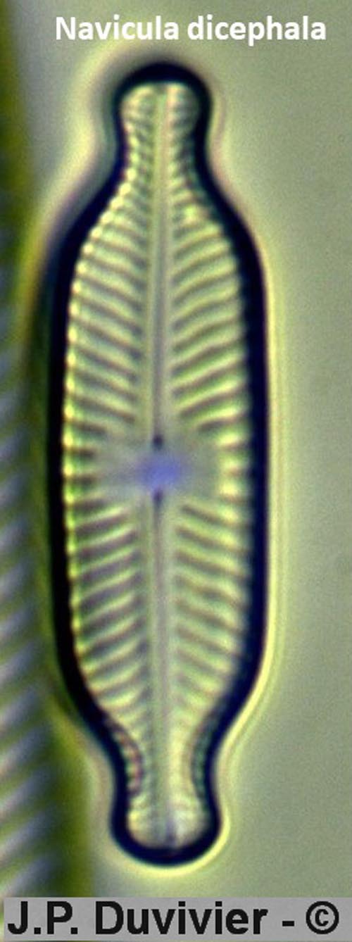 Navicula dicephala