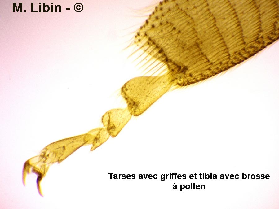 Abeille : tibia et brosse à pollen