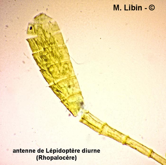 Antenne de Lépidoptère (Rhopalocère)
