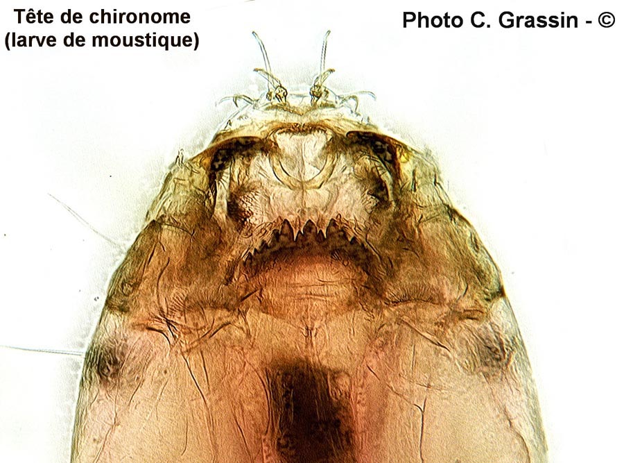 Moustique : tête de la larve (chironome)