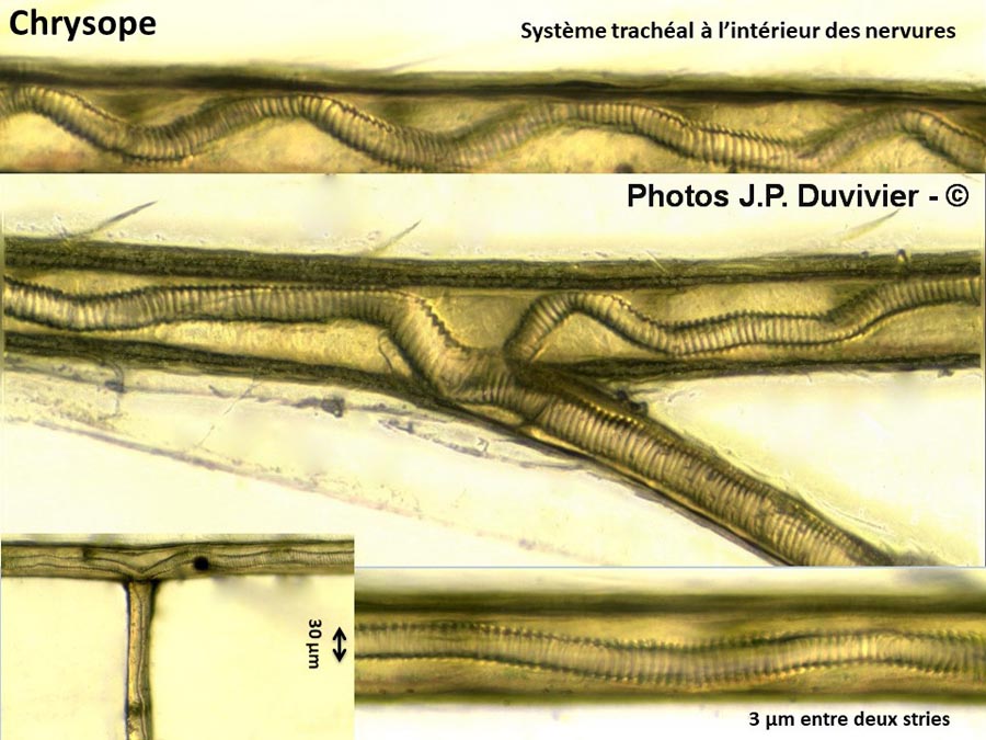 Chrysoperla carnea : chrysope verte, système trachéal des nervures