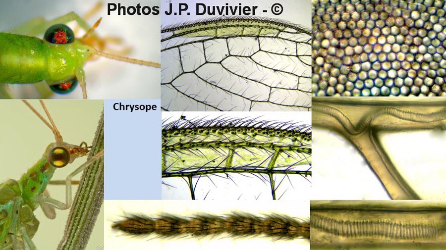 Chrysoperla carnea : chrysope verte, yeux composés
