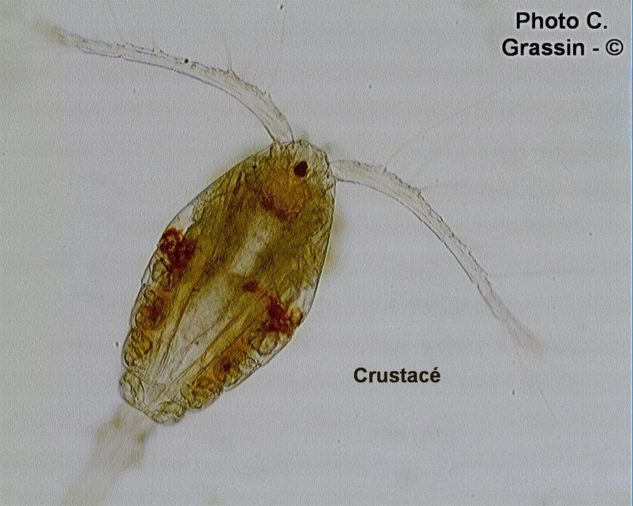 Copépode (C. Grassin)