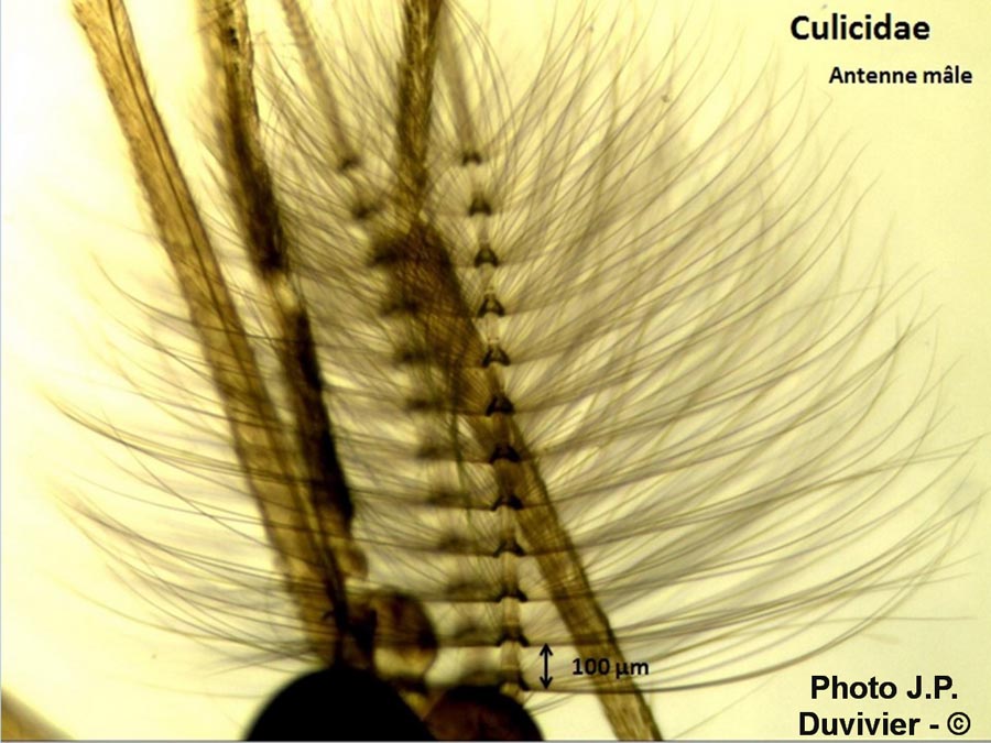 Culicidae : antenne (JP. Duvivier)