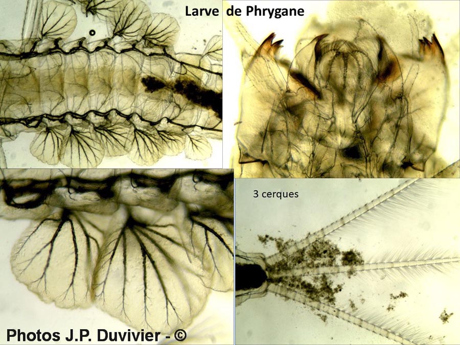 Phrygane : larve