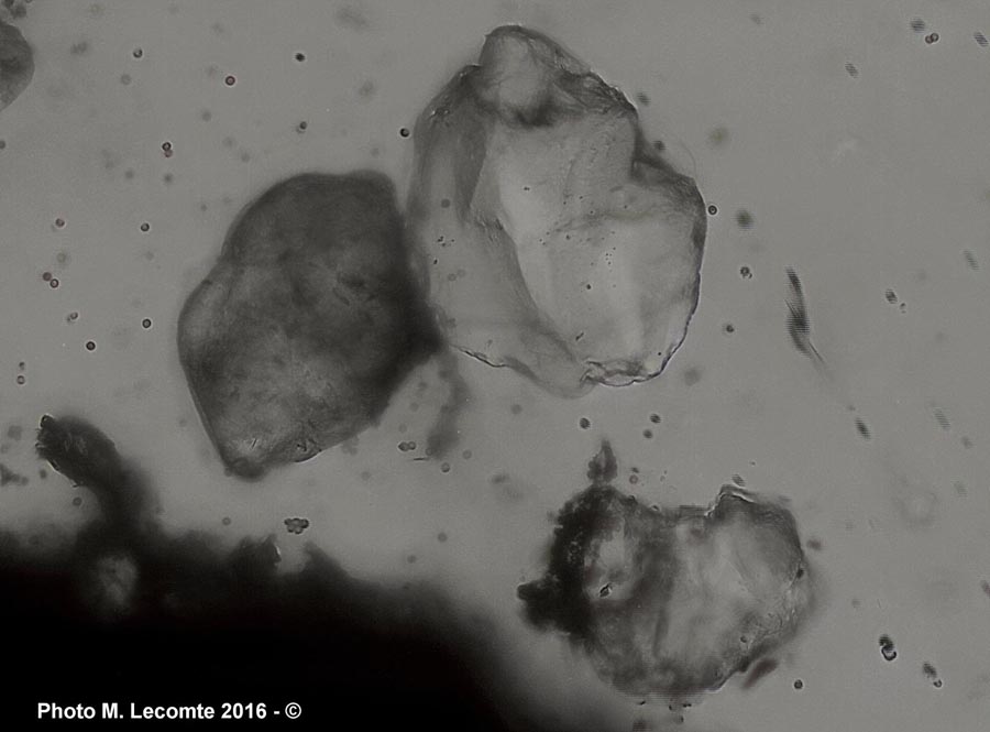 Gyrophragmium dunalii (Agaricus aridicola)